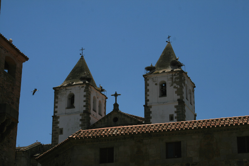 Störche über den Dächern von Cáceres