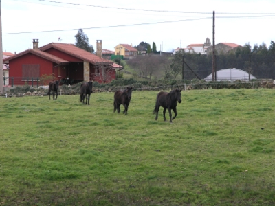 Asturien-Ponys
